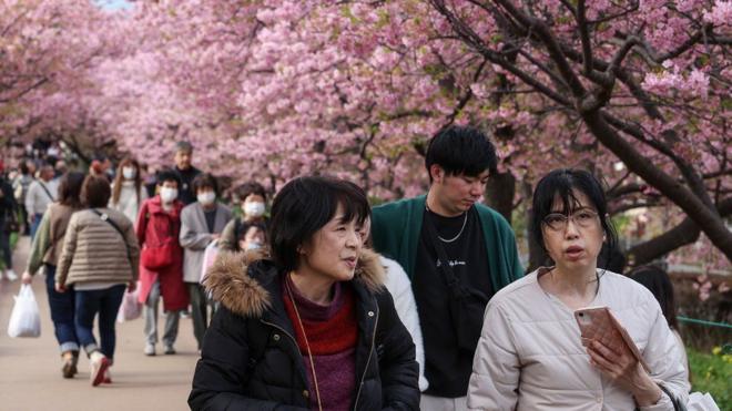 桜並木の下を歩く人たち