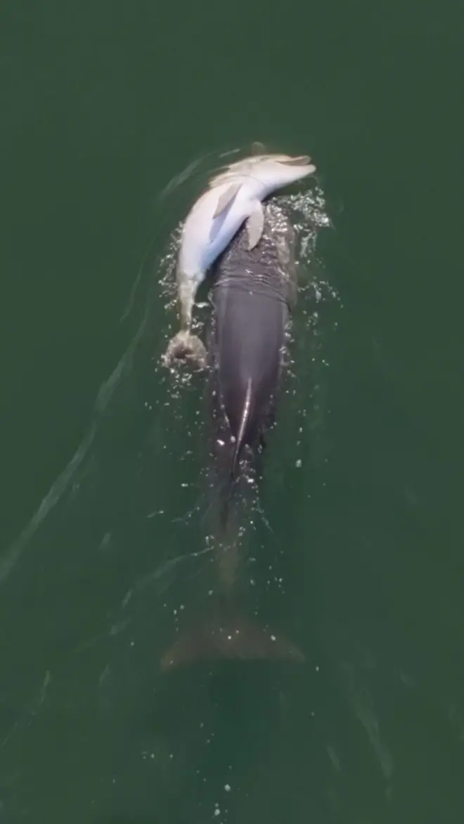 delfini