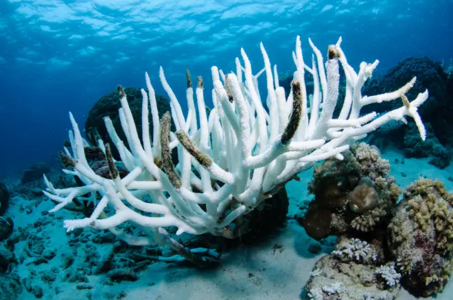 अती उष्णतेेेमुळे रंगहीन झालेलं प्रवाळ