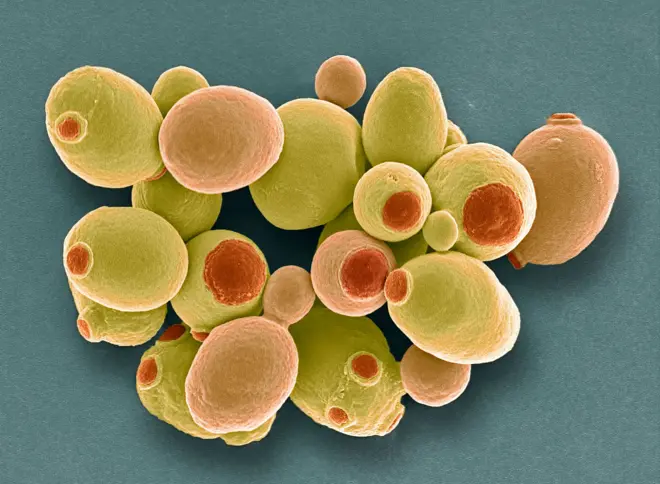 bağırsak bakterileri