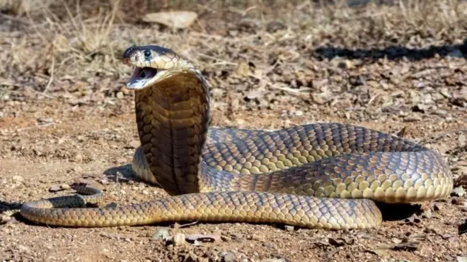 બીબીસી ગુજરાતી, ગુજરાત, બીબીસી, અમદાવાદ, સાપ