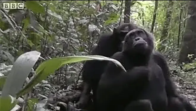 chimpanzees in the forest
