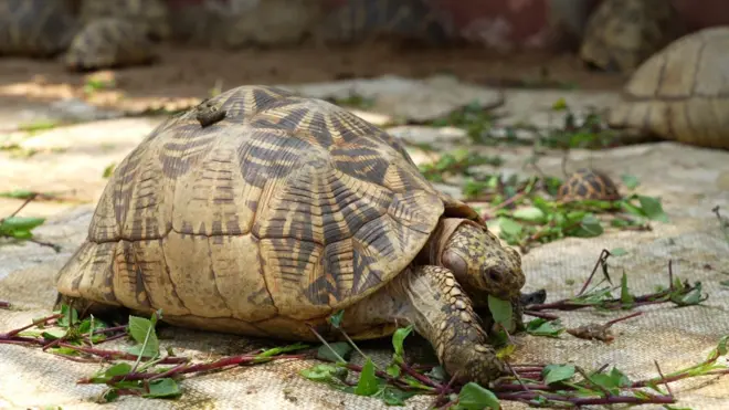 శ్రీకూర్మం ఆలయంలో తాబేలు