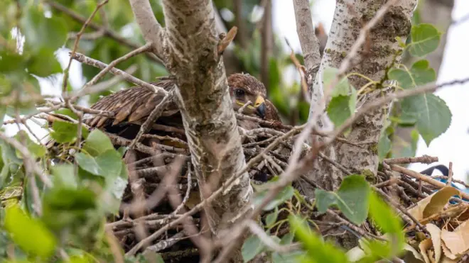 орао крсташ у гнезду
