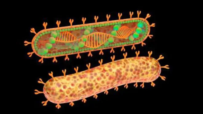 మార్‌బర్గ్ వైరస్