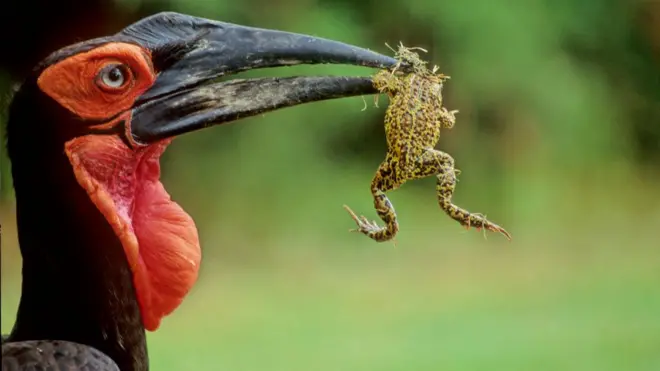 Huummoo raacha nyaatu