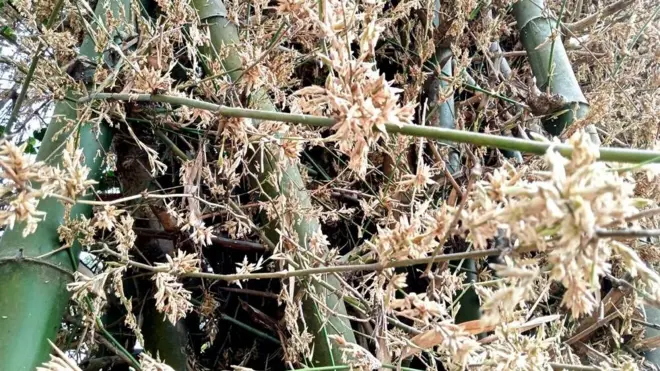 দিনাজপুরের একটি বাঁশ ঝাড়ে ফুল ফুটেছে।