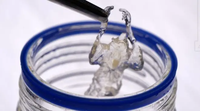 فأر شفاف موضوع فوق جرة مخبرية بملاقط