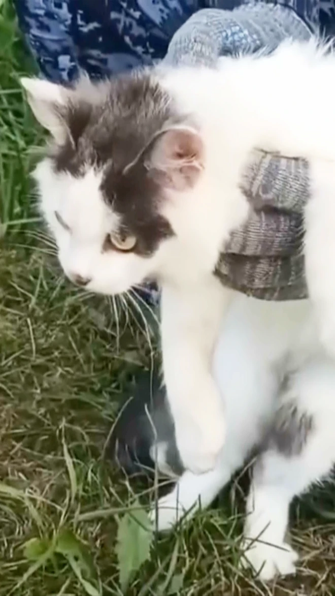 Uhvaćena mačka koja je švercovala drogu u zatvor.