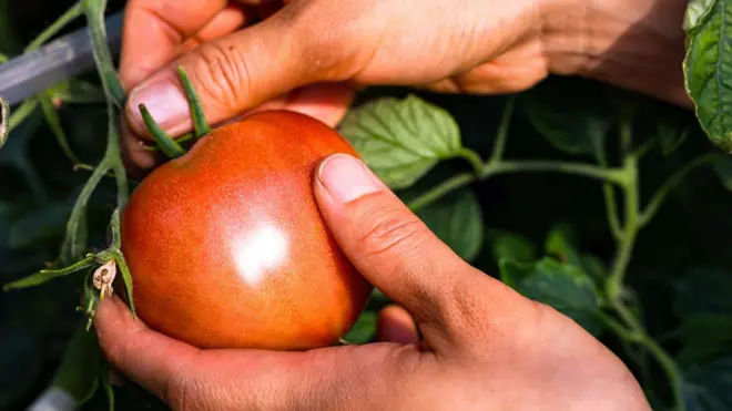 手工採摘紅色的西紅柿