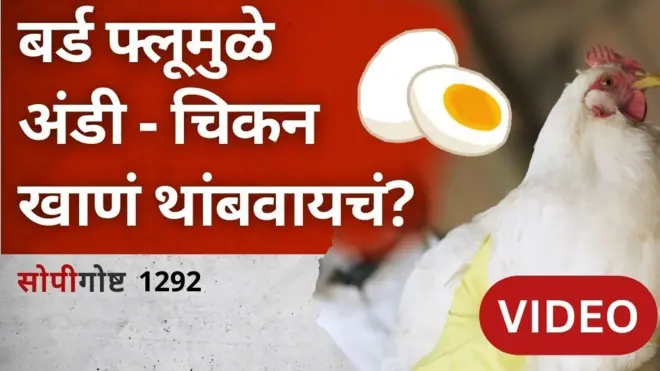 सोपी गोष्ट : महाराष्ट्रात बर्ड फ्लू आल्याने अंडी, चिकन खाणं सोडायचं का?