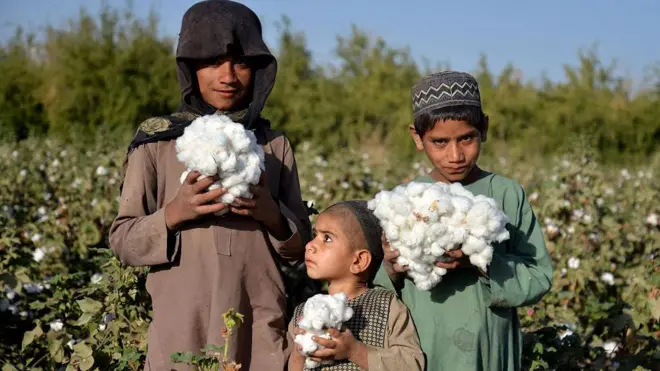 سه کودک پنبه در دست در مزرعه پنبه ایستاده‌اند