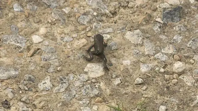 一隻體型細小、顏色深沉的青蛙，正穿越一條由碎石和淤泥鋪成的小路。（柯克哈爾庭院公園跑2026年6月19日發佈圖片）