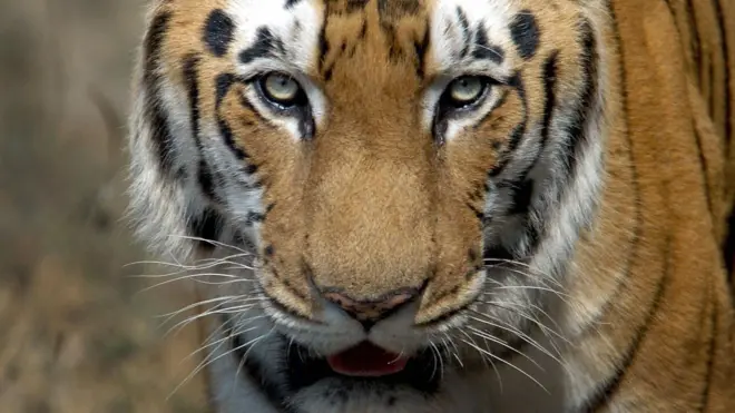 Бенгальский тигр