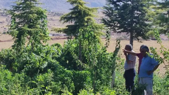 Ağaçlık alan, üç erkek uzak bir noktaya bakıyor