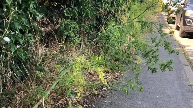 Mmea wa hemlock, ambao unaweza kuua mtu ukimezwa, hupatikana kwenye njia ya kawaida ya shule ya watoto katika mji wa Uingereza wa Suffolk.