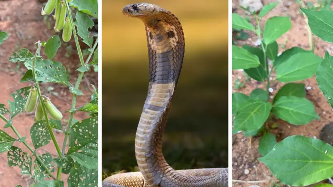 పాములు, మొక్కలు