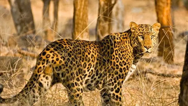 बिबट्या