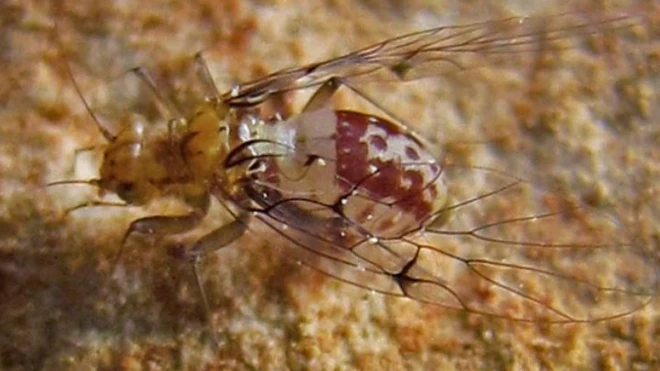 เหาไม้ชนิดที่อาศัยอยู่ในถ้ำ (Neotrogla) 