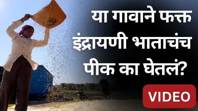 इंद्रायणी भाताचं अहिल्यानंगरमधलं नवं हब कुठे आहे?