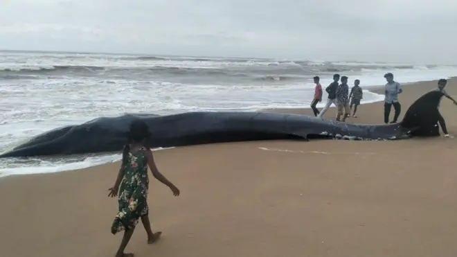 నీలి తిమింగలం