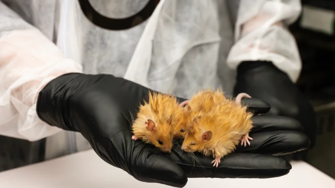 یک فرد در آزمایشگاه با دستکش سیاه، سه موش پشمالو نارنجی رنگ را در یک دست گذاشته است