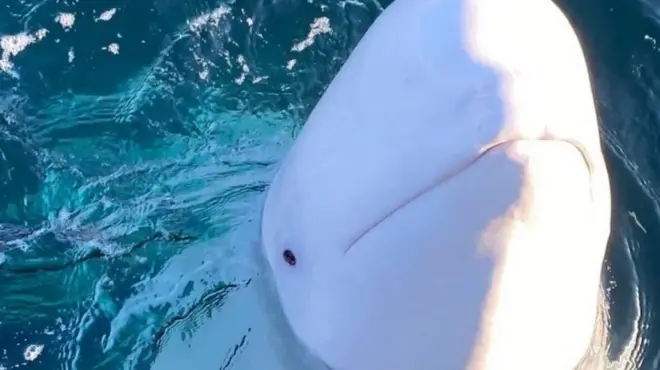 シロイルカのフヴァルディミールはノルウェー沖に住み着いていた
