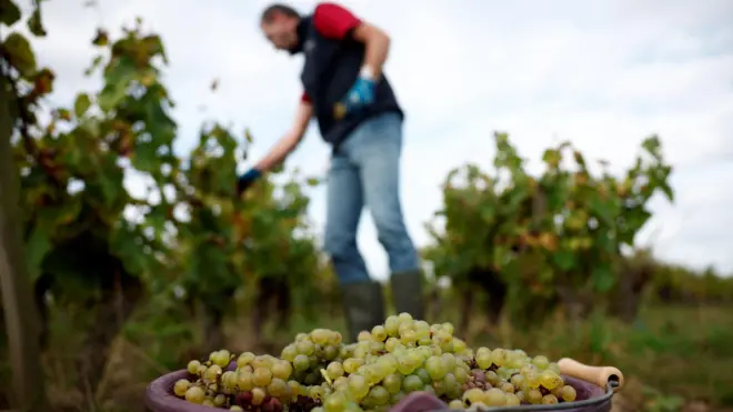 Klimatske promene, vinograd 