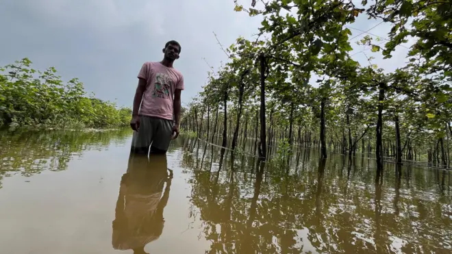 अतिवृष्टीमुळे जालन्यातील कडवंची गावातील द्राक्ष 10 दिवसांपासून पाण्यात आहेत.