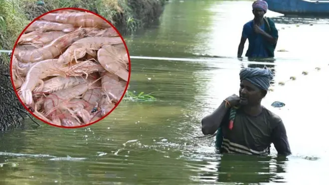 ఆంధ్రప్రదేశ్, ఆక్వా, రొయ్యల సాగు, అమెరికా ఆంక్షలు, భారత్, ఎగుమతులు