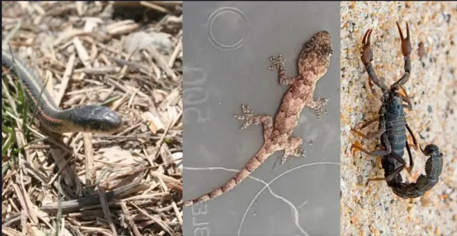 Agwọ, agụụlọ na akpị