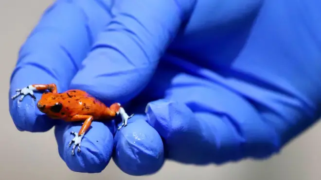 విషపూరితమైన డార్ట్ కప్పలు