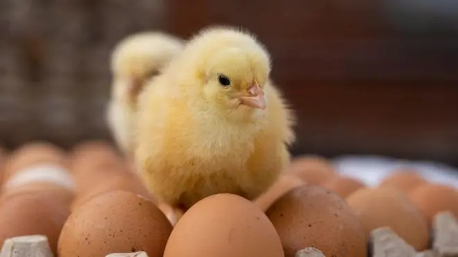 মুরগির বাচ্চার দাম প্রায় দ্বিগুন বেড়েছে।