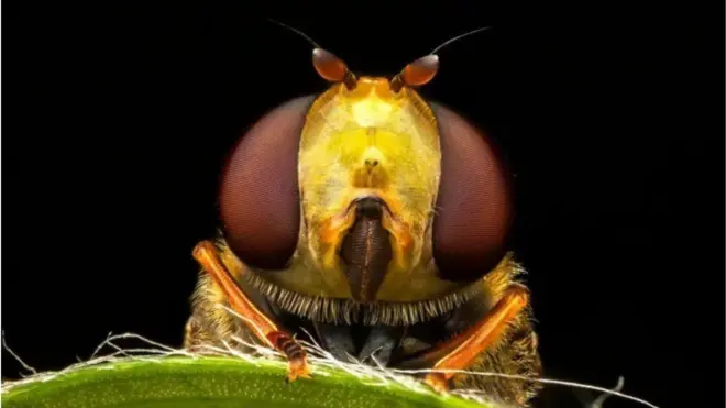 جیمی رید ده سال است که عکاسی حیات‌وحش انجام می‌دهد