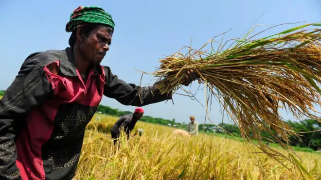 ধান কাটছেন এক কৃষক