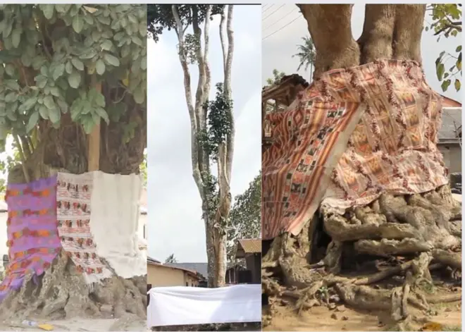 Awọn igi ti wọn n bọ ni Ibeju Lekki