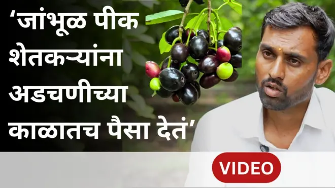 'जांभूळ हे पीक अडचणीच्या काळातच शेतकऱ्यांना पैसा देतं', जांभूळ शेतीतून लाखो कमावणाऱ्या शेतकऱ्याची गोष्ट