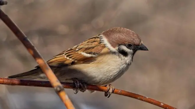 Горобець хатній