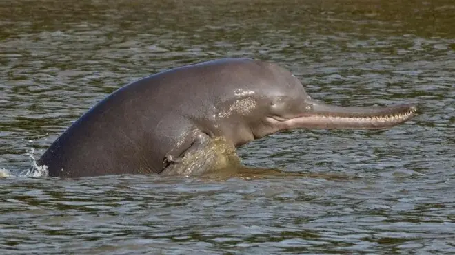 డాల్ఫిన్లు