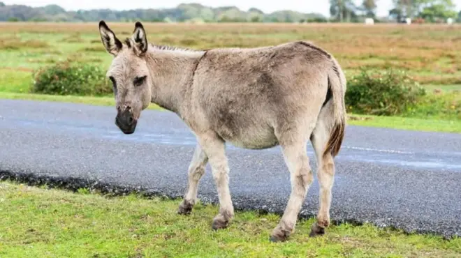 గాడిద ప్రతీకాత్మక చిత్రం