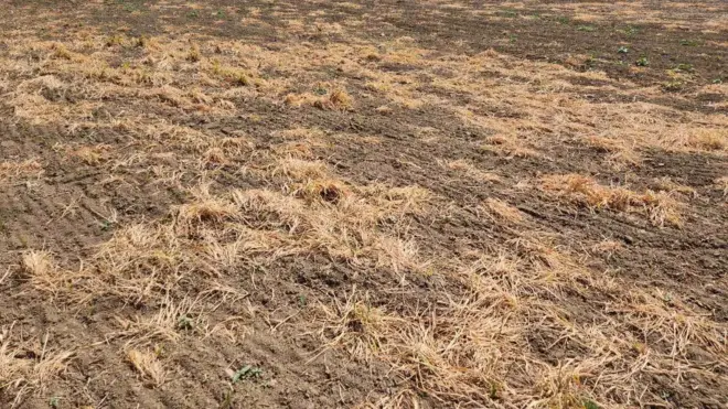 Požutela njiva posle upotrebe totalnih herbicida
