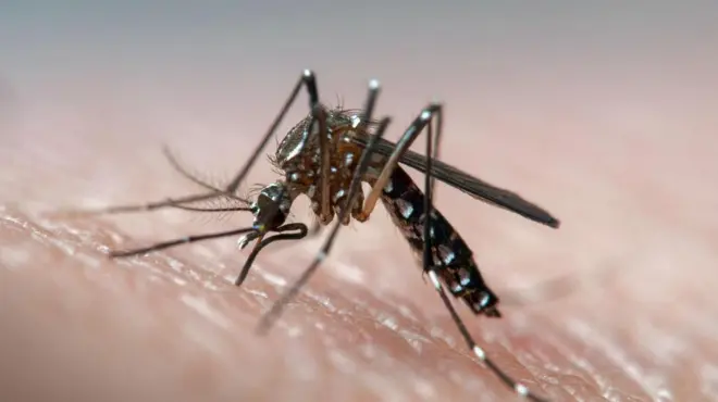 దోమల వ్యాప్తిని అడ్డుకునే ప్రయోగం