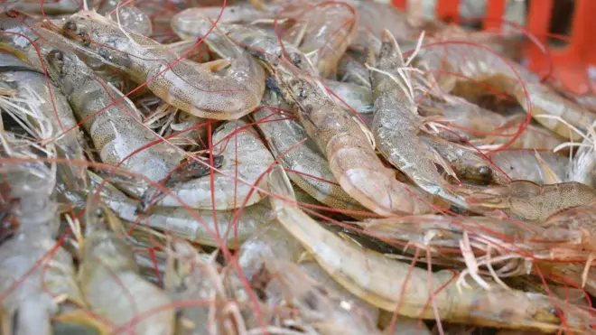 రొయ్యల ధరలు ఆంధ్రప్రదేశ్‌లో కిలోకు 40 రూపాయాల దాకా తగ్గిపోయాయి. 