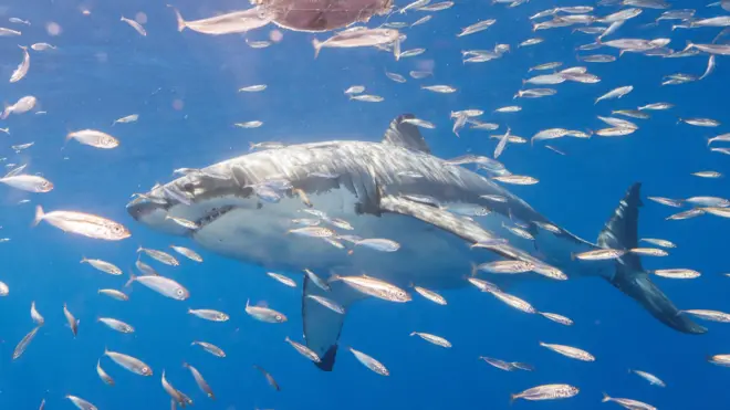Большие белые акулы у берегов Гуадалупе