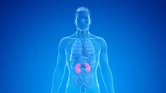 Human Kidney illustration