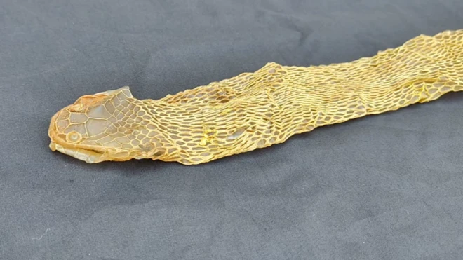 सापानं टाकलेली कात