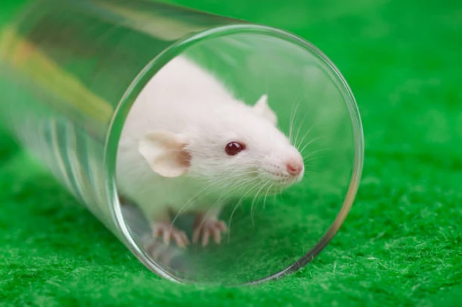 หนูน้อย