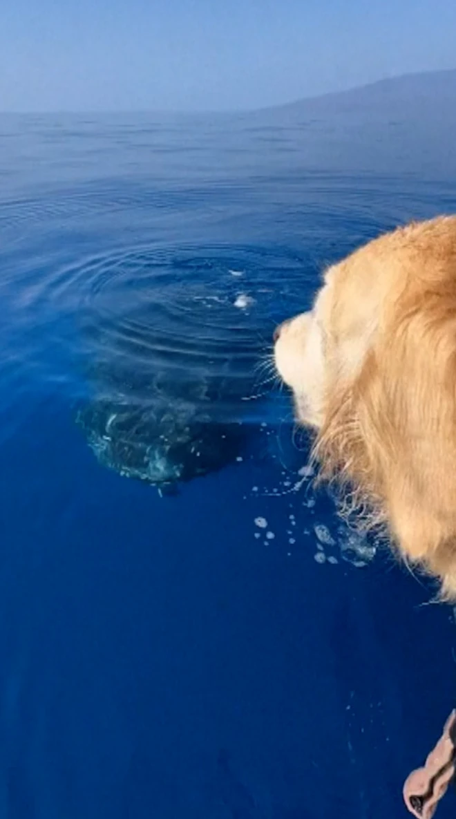 Pas gleda u vodu odakle proviruje kit