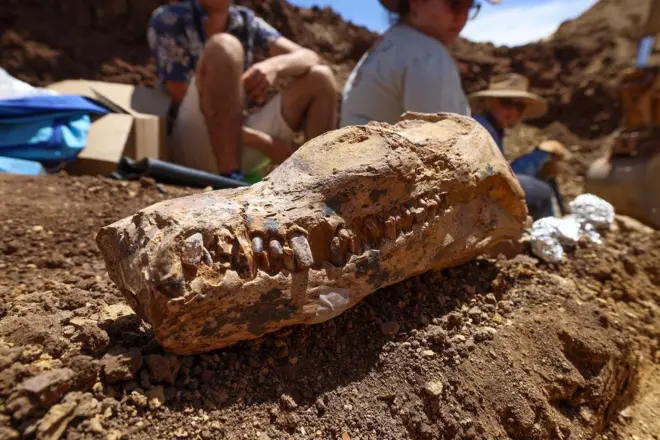 जीवाश्म