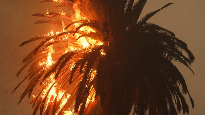 Горящая пальма